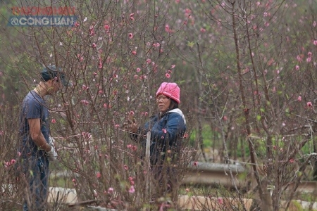 Tạo thuận lợi để người dân được khai thác, kinh doanh đào, mai dịp Tết