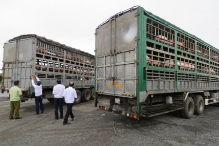 Thủ tướng chỉ đạo xử lý thông tin báo nêu việc buôn bán, vận chuyển trái phép lợn và các sản phẩm từ lợn qua biên giới