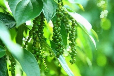 Giá tiêu hôm nay 28/1: Dao động trong khoảng 51.000 - 53.000 đồng/kg