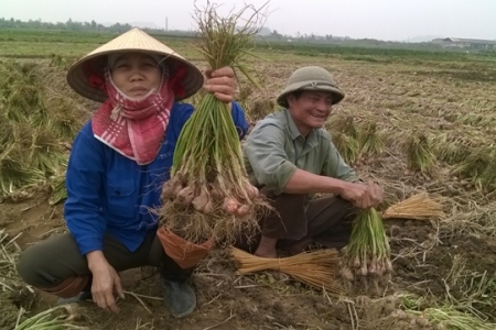 Lưu thông nông sản gặp khó do Covid-19