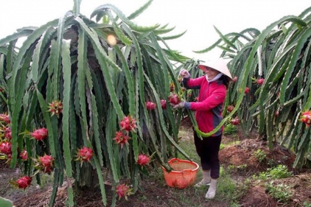 Giá thanh long trái vụ giảm xuống mức thấp kỷ lục