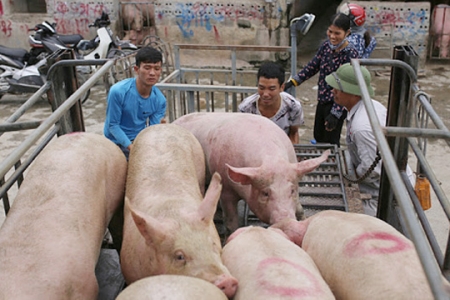 Giá heo hơi ngày 6/2: Đồng loạt giảm trên cả 3 miền