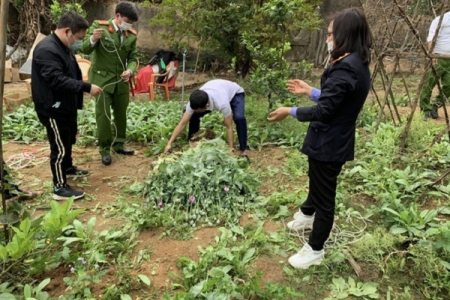 Bắc Giang: Phát hiện khoảng 3.000 cây cần sa trong vườn nhà người dân