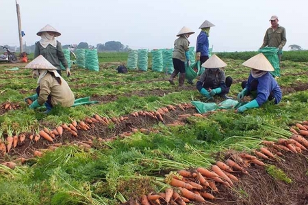 Thúc đẩy tiêu thụ nông sản đã thu hoạch gặp khó khăn về thị trường