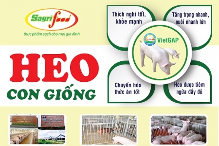 Sagrifood đơn vị cung cấp con giống chất lượng cao