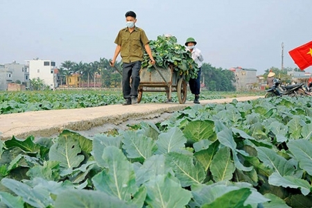 “Giải cứu" hàng nông sản mùa dịch: Cần phối hợp đồng bộ