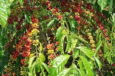 Giá cà phê ngày 2/3: Giá cà phê 2 sàn phái sinh Robusta và Arabica cùng giảm