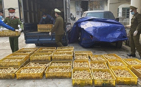 Lạng Sơn: Thu giữ hơn 20.000 con gia cầm giống tại khu vực biên giới
