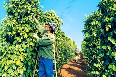 Giá tiêu hôm nay 9/3: Tiếp đà tăng mạnh