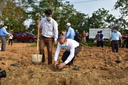 Thừa Thiên Huế: 2000 cây mai vàng được trồng ở làng cổ Phước Tích