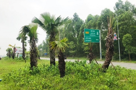 62 km đường cao tốc chạy qua tỉnh Phú Thọ sẽ được trồng cây cọ