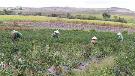 Gia Lai: Giá ớt lên xuống thất thường, khuyến cáo người dân không nên trồng ồ ạt