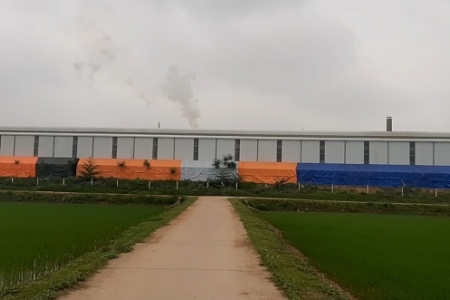 Huyện Tam Nông (Phú Thọ): Khói nhà máy làm… cháy lúa của người dân?