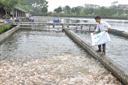 Phòng, chống dịch bệnh nguy hiểm trên thủy sản