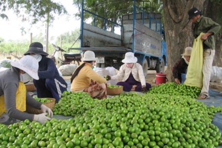 Ninh Thuận: Xây dựng thương hiệu sản phẩm chế biến từ quả táo