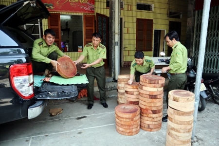 Lai Châu: Bắt giữ ô tô tải chở trên 80 thớt nghiến trái phép