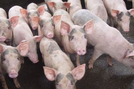 Giá heo hơi ngày 4/4: Đi ngang tại nhiều tỉnh thành
