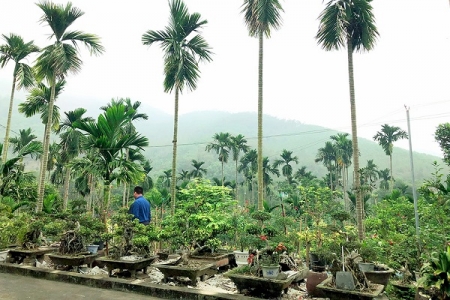 Yên Sơn (Tuyên Quang) hỗ trợ 10 hộ của xã Tân Tiến xây dựng vườn mẫu