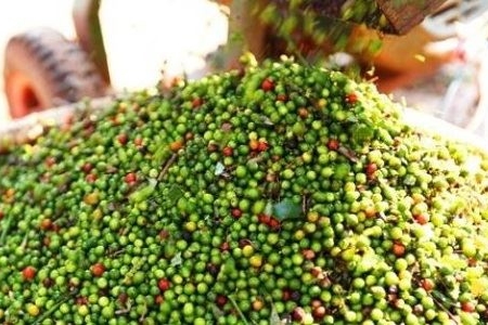 Giá tiêu ngày 5/5: Thị trường trong nước dao động quanh mức 69.000 đồng/kg