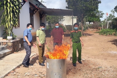 Kon Tum: Tiêu huỷ lá và củ giả sâm Ngọc Linh