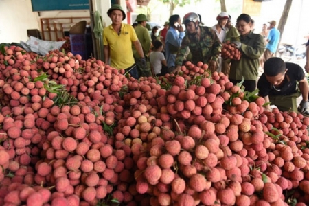 Bắc Giang tồn hàng trăm ngàn tấn nông sản, muốn các tỉnh “giải cứu”