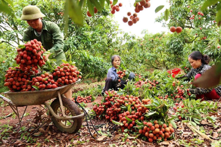 Vải thiều Bắc Giang “đắt hàng” trong ngày đầu tiên đăng bán trên Shopee