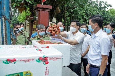 Cục Quản lý thị trường Vĩnh Phúc đã kết nối, hỗ trợ Bắc Giang tiêu thụ hơn 52 tấn vải thiều