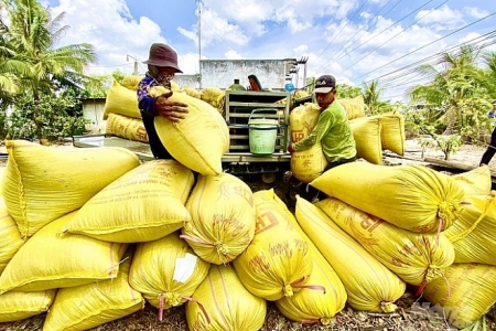 Giá lúa gạo hôm nay 20/6: Cuối tuần, thị trường ổn định