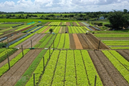 Nâng cao giá trị, đảm bảo đầu ra cho sản phẩm nông nghiệp