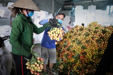 Bắc Giang thành công trong tiêu thụ vải thiều bất chấp COVID-19