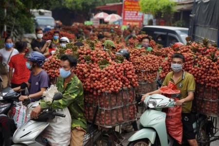 Bắc Giang: Gần 65% vải thiều được tiêu thụ tại thị trường nội địa