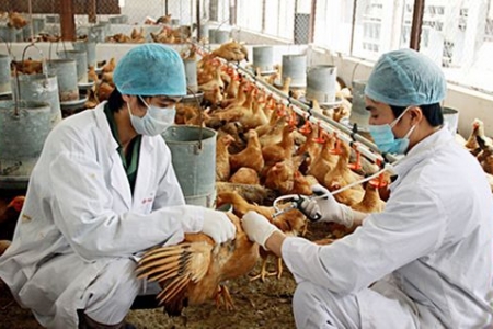 Sẽ sớm có vắc xin cúm A/H5N8