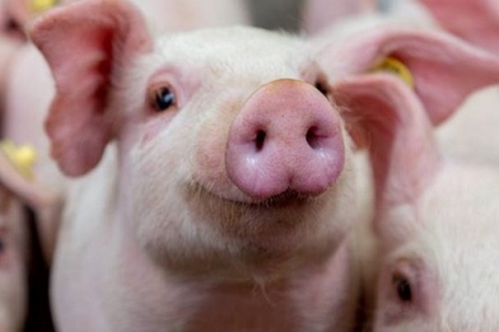 Giá lợn hơi hôm nay 12/7/2021: Biến động cả ba miền Bắc - Trung - Nam
