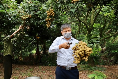 Sự kiện quy mô quốc tế lớn kết nối cung cầu, tiêu thụ nhãn và nông sản tỉnh Hưng Yên