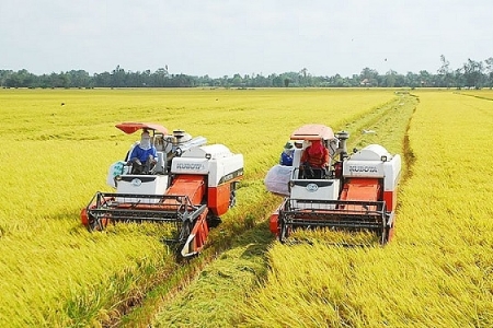 Giá lúa gạo ngày 21/7: Lúa tăng nhẹ, gạo đi ngang