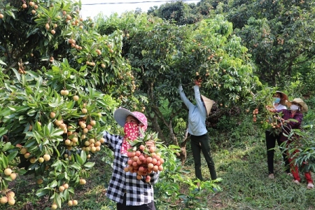 Nông dân Bắc Giang bội thu vải thiều nhờ sử dụng phân bón Lâm Thao