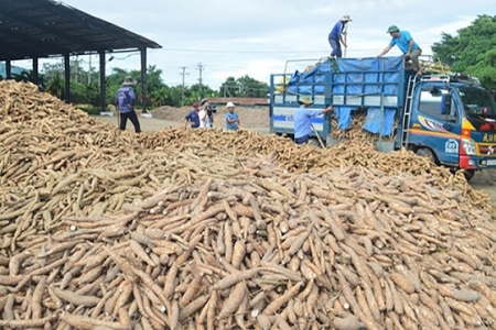 6 tháng đầu năm 2021, xuất khẩu sắn và các sản phẩm từ sắn đạt 1,59 triệu tấn