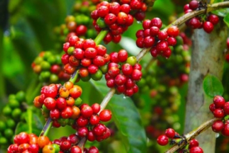 Giá cà phê ngày 8/8: Dao động trong khoảng 35.600 - 36.500 đồng/kg