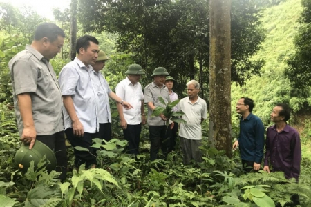 Huyện Định Hóa (Thái Nguyên): Phát triển cây quế gắn với bảo vệ rừng