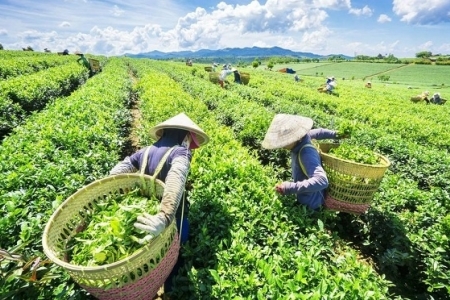 Australia tăng nhập khẩu chè từ Việt Nam