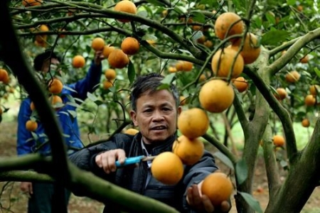 Phân bón NPK Văn Điển: Giúp tăng năng suất vượt trội cho cây có múi tỉnh Hòa Bình