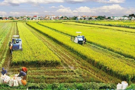 Ngân hàng chung tay tháo gỡ khó khăn, duy trì chuỗi cung ứng lúa gạo