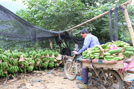 Nhiều loại nông sản ở miền Bắc bị tồn đọng, tiêu thụ khó khăn