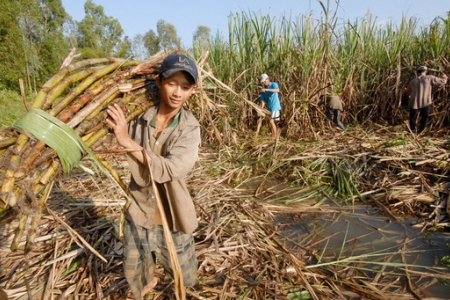 Bộ Công Thương tiếp nhận hồ sơ yêu cầu điều tra đường mía Thái Lan lẩn tránh thuế