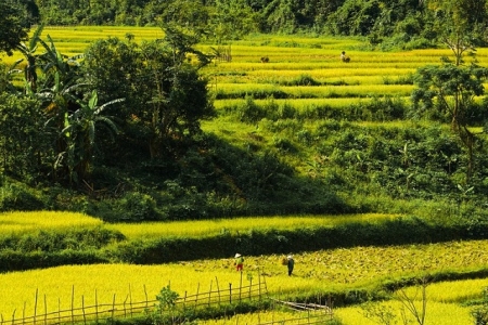 Thanh Hóa: Hướng dẫn thu hoạch lúa vụ thu mùa 2021 trong điều kiện thực hiện giãn cách xã hội