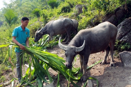 Tuyên Quang: Giải ngân 450 triệu đồng dự án chăn nuôi trâu sinh sản cho hội viên xã Hợp Hòa