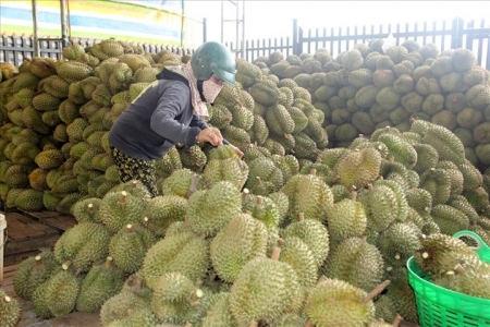 Đắk Lắk đã tiêu thụ được hơn 40.000 tấn sầu riêng