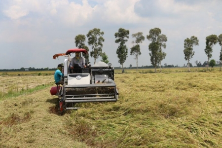 Agribank kịp thời cung ứng vốn phục vụ thu mua lúa gạo tại Đồng bằng sông Cửu Long