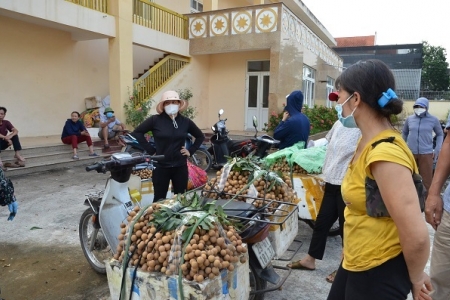 Huyện Quốc Oai (Hà Nội): Tiêu thụ gần 3.000 tấn nhãn trong mùa dịch