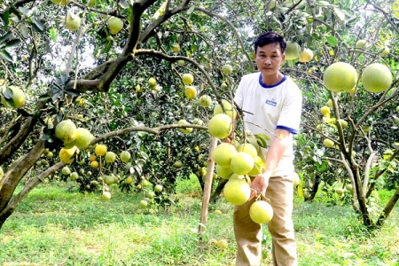 Tuyên Quang: Bưởi Soi Hà được cấp chứng nhận chỉ dẫn địa lý